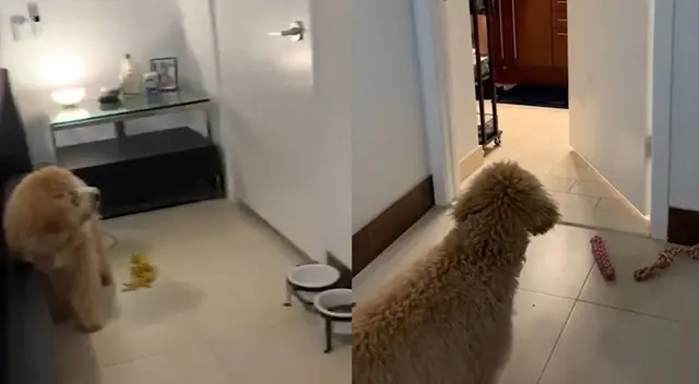 El confinamiento ha traído consigo singulares videos en las redes sociales. El confinamiento ha traído consigo singulares videos en las redes sociales.