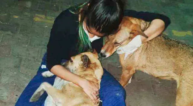 Vibha Tomar sale a las calles a alimentar a los animales en medio de la reciente pandemia.