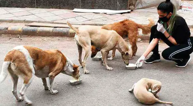Vibha Tomar sale a las calles a alimentar a los animales en medio de la reciente pandemia.