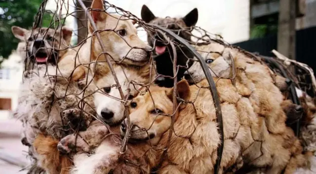 Los perros son considerados un manjar en China.