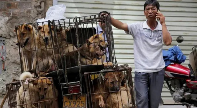 Los perros son considerados un manjar en China.