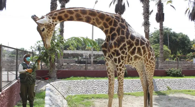 Jirafa y su cuidador. Jirafa y su cuidador.