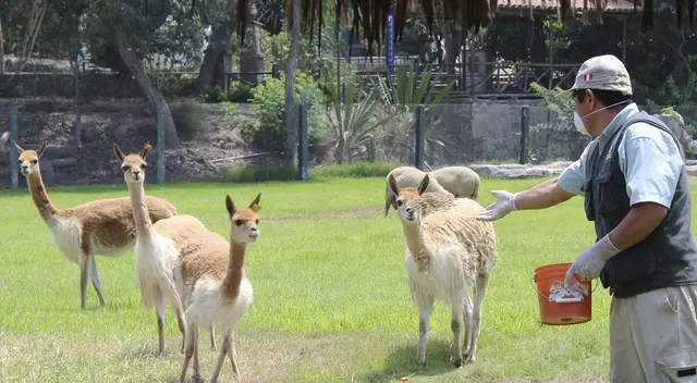 Vicuñas en Parque de las Leyendas Vicuñas en Parque de las Leyendas