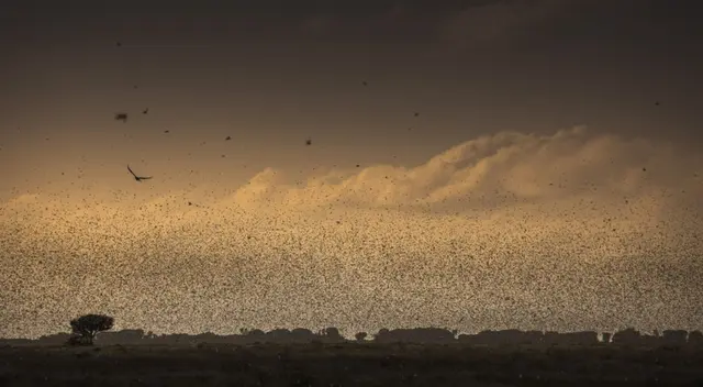 Los enjambres de langostas se están formando en Kenia, Etiopía y Somalia.