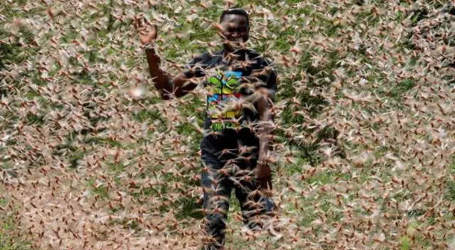 Los enjambres de langostas se están formando en Kenia, Etiopía y Somalia.