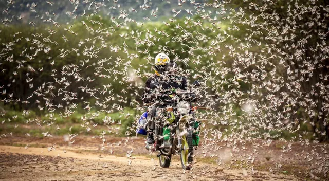 Los enjambres de langostas se están formando en Kenia, Etiopía y Somalia.