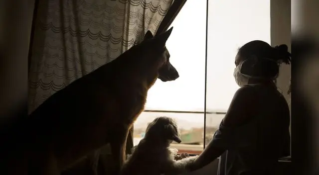 Logremos que nuestros perros y gatos no la pasen tan mal durante esta cuarentena. Logremos que nuestros perros y gatos no la pasen tan mal durante esta cuarentena.