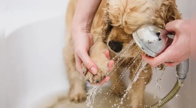 Consejos a seguir para que tu mascota este completamente segura.