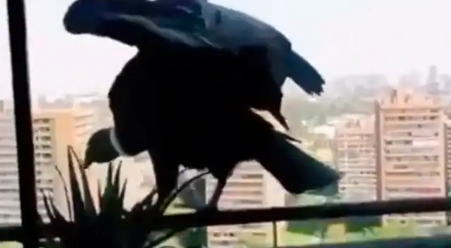 Cóndores fueron vistos cerca a la ciudad.