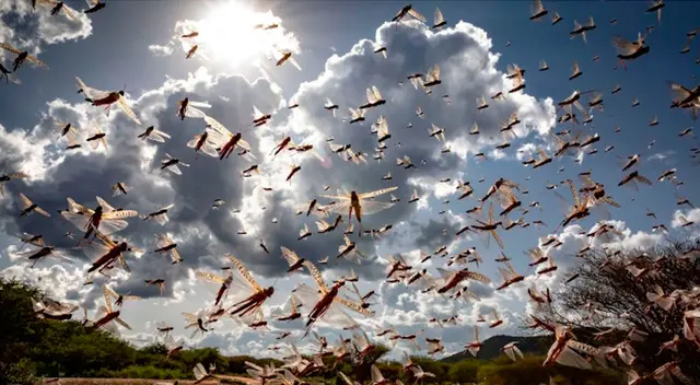 África se ve nuevamente afectado por una nueva plaga: la migración de langostas.