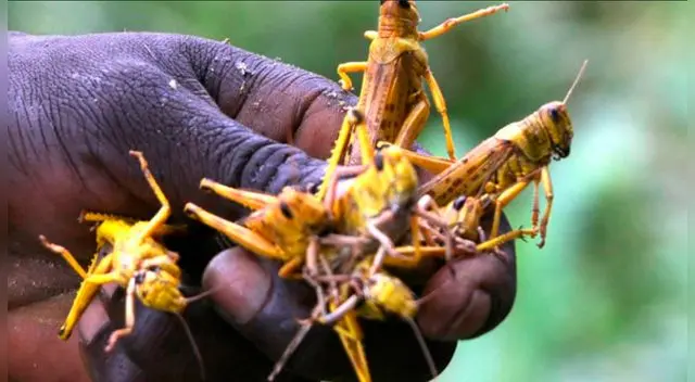 Las langostas pueden obtener una velocidad de 150 kilómetros al día.