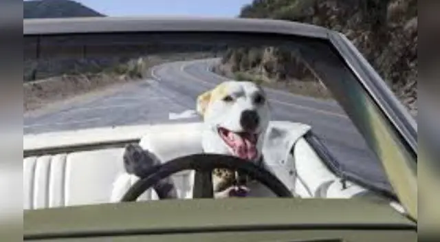 Las personas asustadas llamaron al 911 por la manera tan eratica de conducir del hombre.