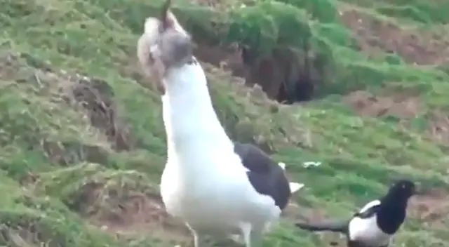 La gaviota se comió al conejo y las imágenes se han viralizado.