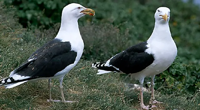 Las gaviotas se caracterizan por ser omnívoras.