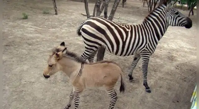 Nace una cría híbrido de cebra y burro en una reserva de Kenia.