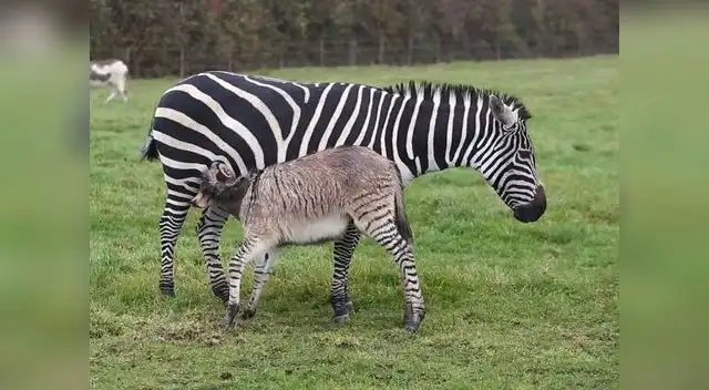 La madre, una cebra, invadió el año pasado un coto privado y se habituó a vivir con animales domésticos y de pastoreo hasta que los medios locales hicieron eco de la noticia.