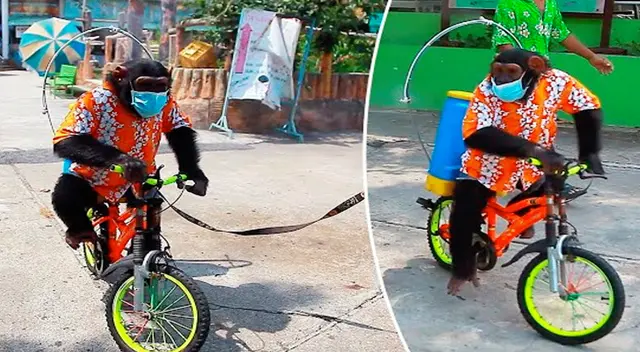 El chimpancé en todo momento está encadenado.