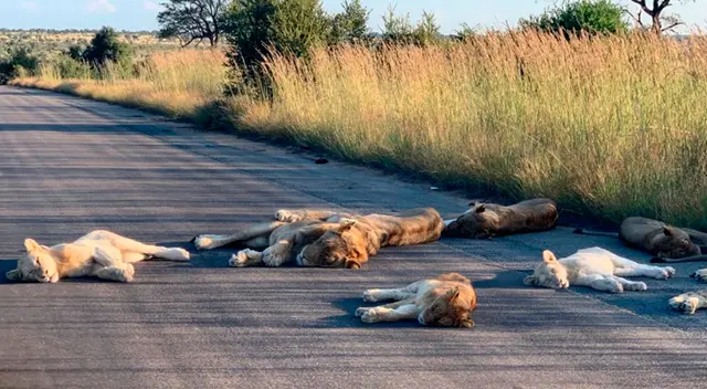 El guarda parques fotografió a los felinos en plena siesta.