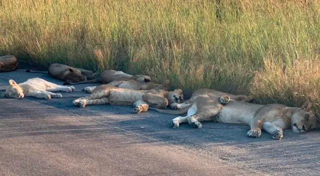 El bloqueo de la carretera no ha llevado a muchos cambios en el comportamiento de los animales.