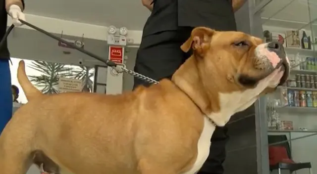 "Gordita" fue rescatada por la Policía Nacional del Perú (PNP). "Gordita" fue rescatada por la Policía Nacional del Perú (PNP).