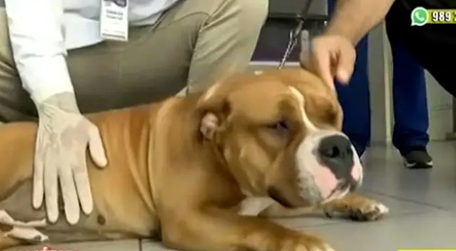 "Gordita" fue rescatada por la Policía Nacional del Perú (PNP). "Gordita" fue rescatada por la Policía Nacional del Perú (PNP).