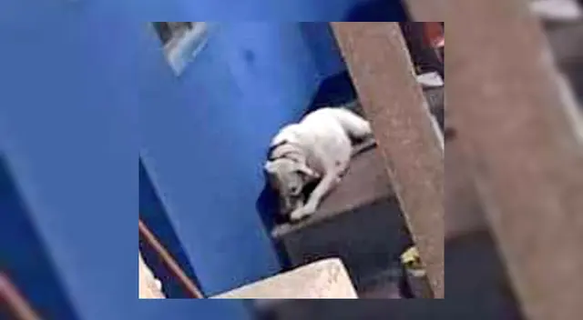 El nuevo caso de maltrato animal en Villa El Salvador ha sido publicado en Twitter.