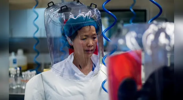 Shi comprobó en 2018 que los personas pueden contraer el coronavirus directamente de los murciélagos. Shi comprobó en 2018 que los personas pueden contraer el coronavirus directamente de los murciélagos.