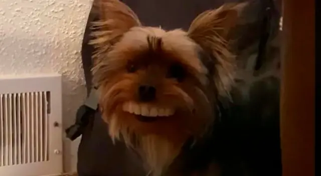 El perro se ha convertido en toda una celebridad en internet.