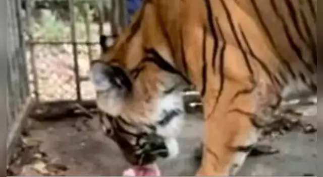 El grupo de amigos mostró a caimanes, osos y tigres abandonados y con hambre encerrados en sus jaulas. El grupo de amigos mostró a caimanes, osos y tigres abandonados y con hambre encerrados en sus jaulas.