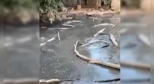 Los amigos crearon una fundación para recaudar dinero y poder alimentar a los animales. Los amigos crearon una fundación para recaudar dinero y poder alimentar a los animales.