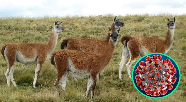 La sangre de llama contiene anticuerpos que ayudan a contener al coronavirus. La sangre de llama contiene anticuerpos que ayudan a contener al coronavirus.