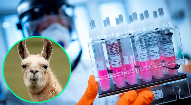 Expertos de Bélgica hicieron este descubrimiento. Expertos de Bélgica hicieron este descubrimiento.