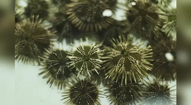 Las propiedades antivirales se hallarían en los huevos de los erizos de mar. Las propiedades antivirales se hallarían en los huevos de los erizos de mar.