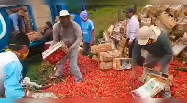 Agricultores denuncian pérdidas de 6 mil kilos de fresa semanal