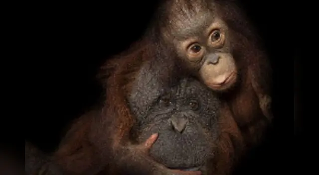 Nat Geo busca concientizar con sus contenidos a los niños sobre lo importante de proteger la tierra. Nat Geo busca concientizar con sus contenidos a los niños sobre lo importante de proteger la tierra.