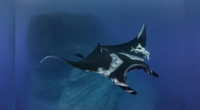 Nat Geo busca concientizar con sus contenidos a los niños sobre lo importante de proteger la tierra. Nat Geo busca concientizar con sus contenidos a los niños sobre lo importante de proteger la tierra.