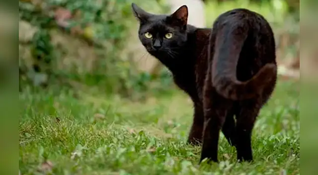 No hay investigación científica que pruebe que  los gatos curan el coronavirus.