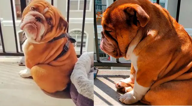 La reacción del perrito a conmovido a todos en las redes sociales. La reacción del perrito a conmovido a todos en las redes sociales.