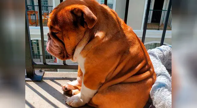 El perro se ha vuelto viral en unas cuantas horas. El perro se ha vuelto viral en unas cuantas horas.