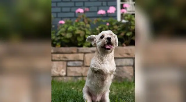 a organización Fundación Rayito promueve la campaña “Yo me uno”. a organización Fundación Rayito promueve la campaña “Yo me uno”.