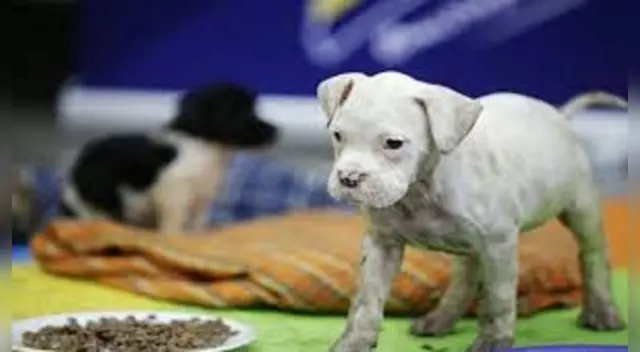 a organización Fundación Rayito promueve la campaña “Yo me uno”. a organización Fundación Rayito promueve la campaña “Yo me uno”.