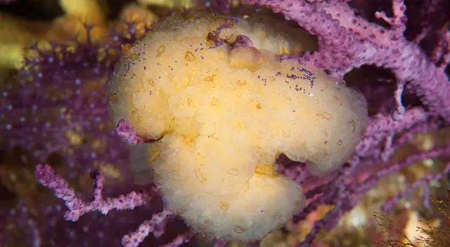 Tunicado, especie de molusco vertebrado.