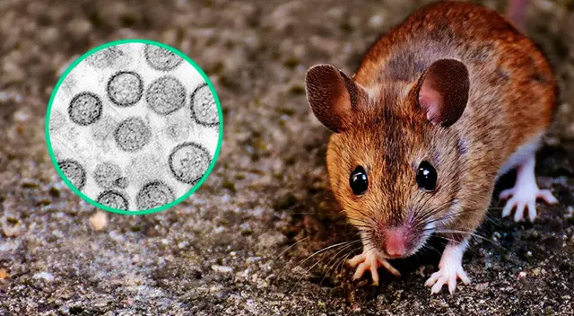 Hantavirus ya cobró la vida de dos personas en Argentina. Hantavirus ya cobró la vida de dos personas en Argentina.