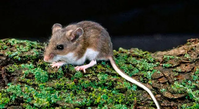 Los portadores del hantavirus son los roedores. Los portadores del hantavirus son los roedores.