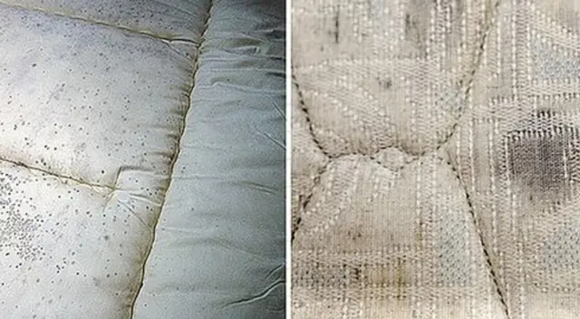 El Ministerio de Sanidad dio la orden de paralizar los envíos en todo Japón. El Ministerio de Sanidad dio la orden de paralizar los envíos en todo Japón.