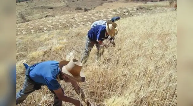 ¿Cuándo pagarán el bono rural de 760 soles?