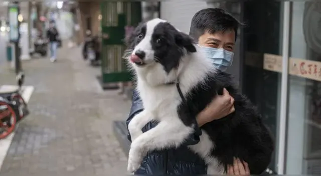 Cifra de animales infectados con el nuevo coronavirus ha ascendido. Cifra de animales infectados con el nuevo coronavirus ha ascendido.