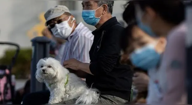 Cifra de animales infectados con el nuevo coronavirus ha ascendido. Cifra de animales infectados con el nuevo coronavirus ha ascendido.