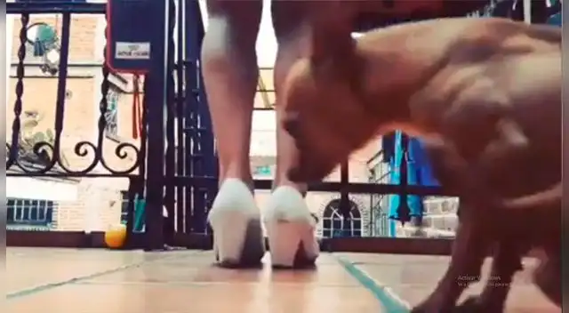 Perrito sorprende a su dueño con gracioso baile [VIDEO]