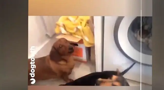 perrito Salchicha triste por su peluche perrito Salchicha triste por su peluche